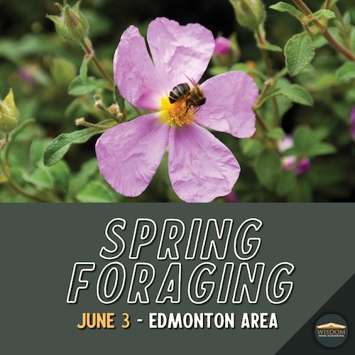 Spring Foraging - Edmonton <span>E1100</span>